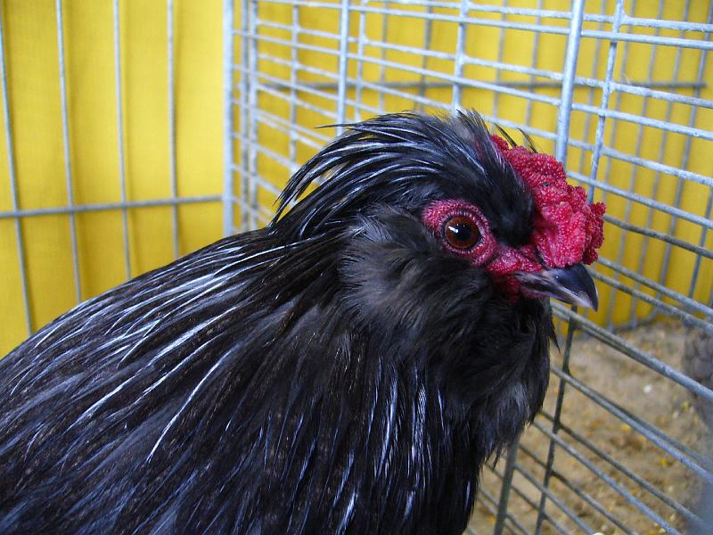 Hannover 2008 058.jpg - Watermalasche Bartzwerge schwarz von Volker Meier Preis V97 SE